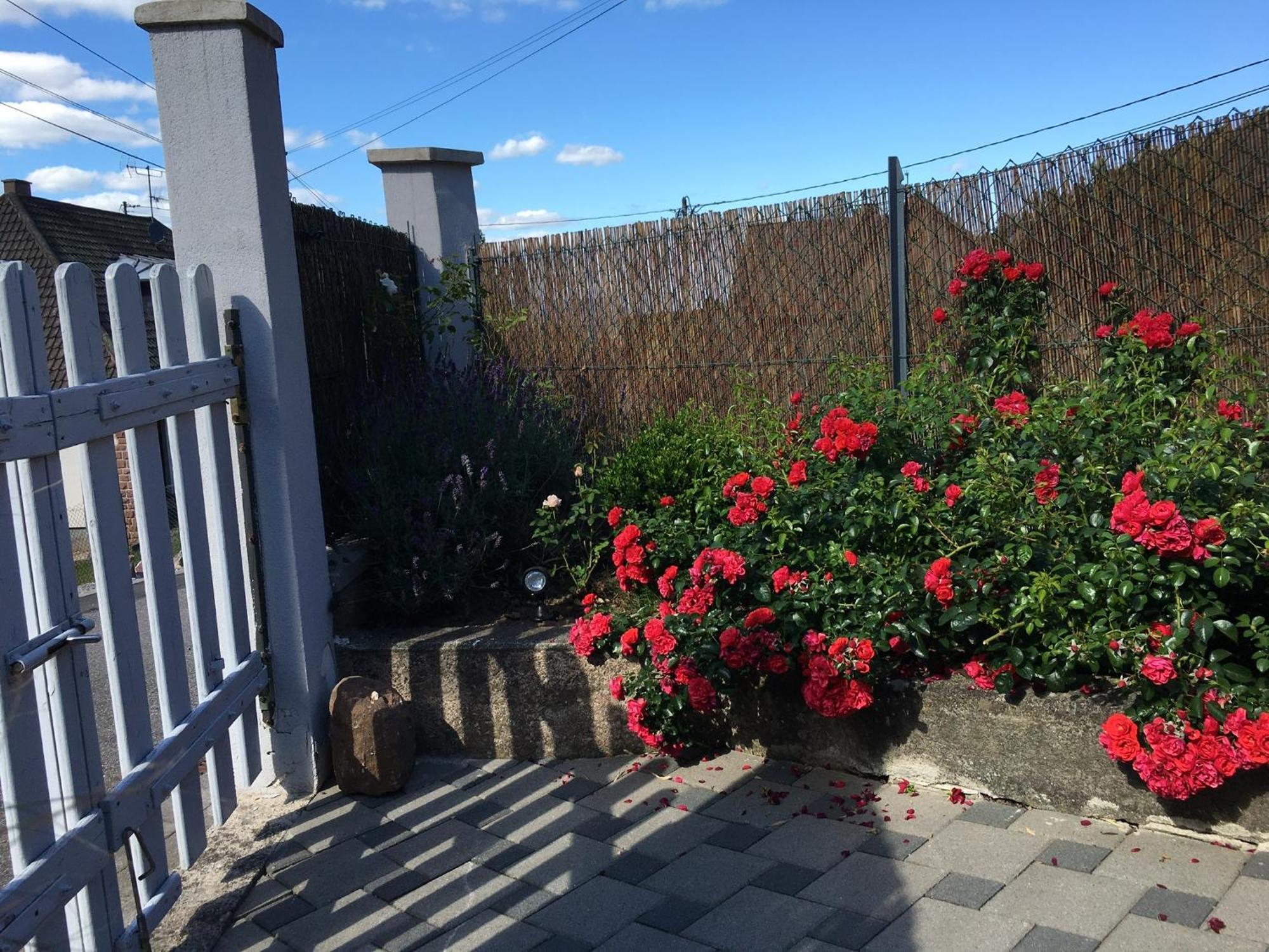 Les Magnolias En Alsace - Meuble De Tourisme 3 Etoiles Apartment Barembach ภายนอก รูปภาพ