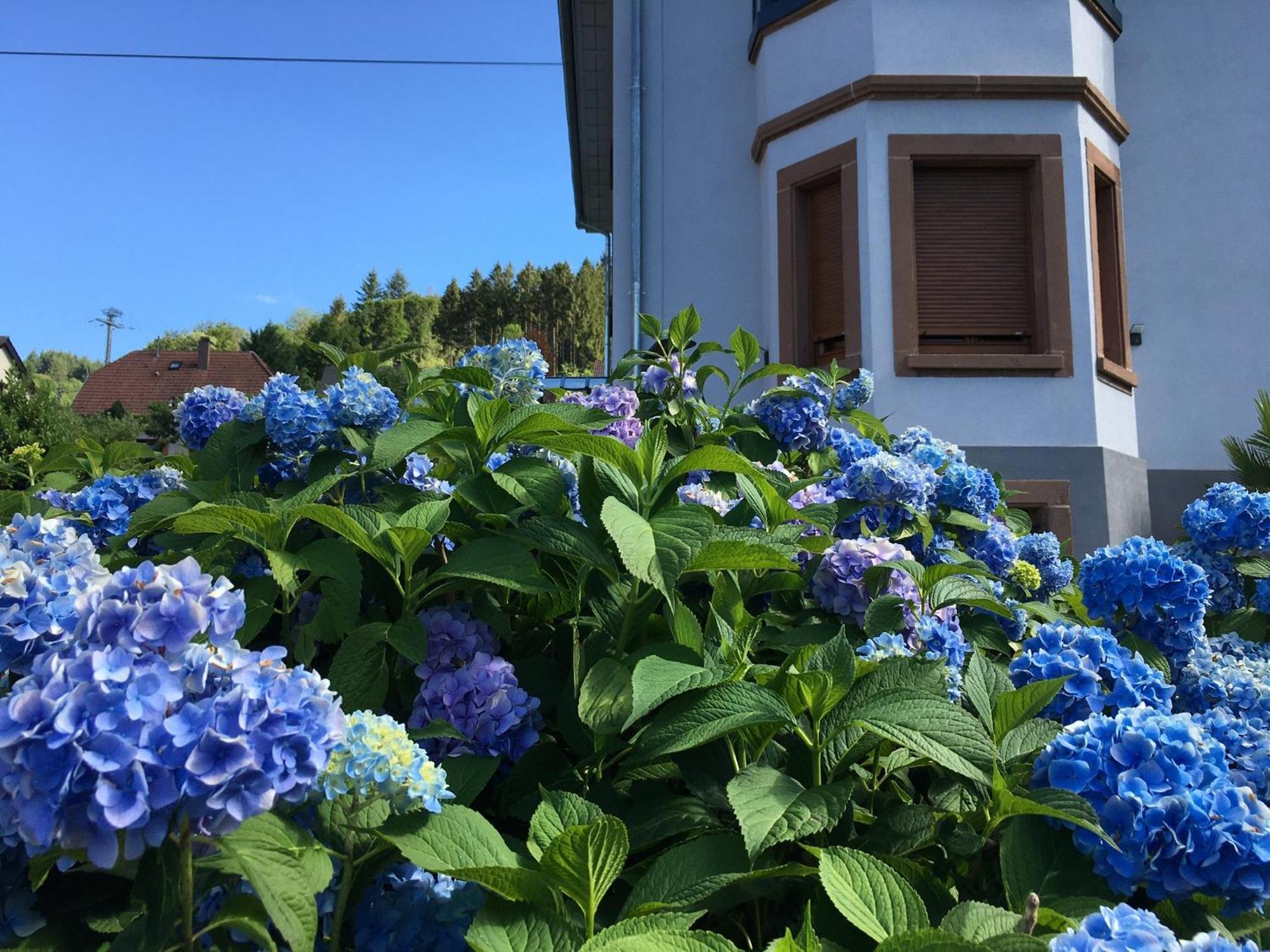 Les Magnolias En Alsace - Meuble De Tourisme 3 Etoiles Apartment Barembach ภายนอก รูปภาพ